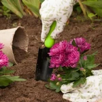 Krizanteme na vrtu: kako skrbeti za sorte, odporne na mraz krizanteme-na-vrtu-kako-skrbeti-za-sorte-odporne-na-mraz.webp.webp