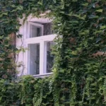 Strokovnjak poimenoval 4 "agresivne" rastline, ki jih ne smete saditi v bližini hiše strokovnjak-poimenoval-4-agresivne-rastline-ki-jih-ne-smete-saditi.webp.webp